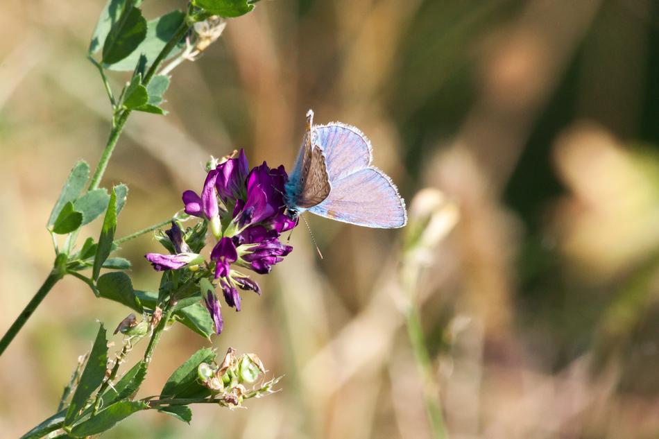 turquoise butterfly on a purple flower