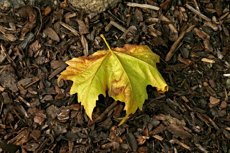 Leaf Autumn Leaves