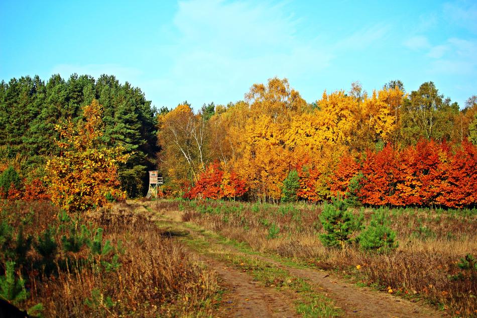 Autumn Indian Forest