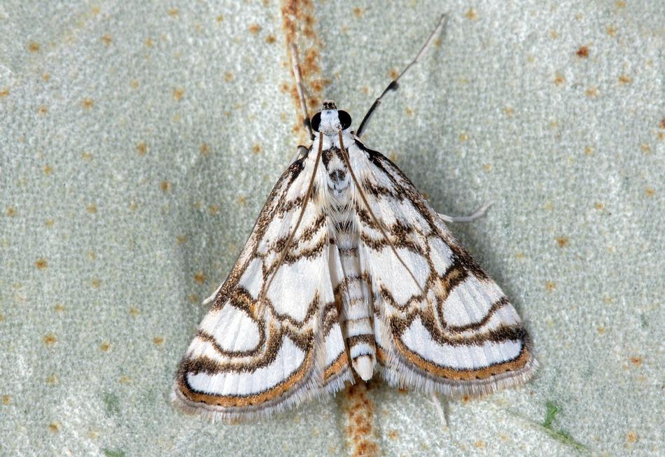 pyralidae on a light leaf