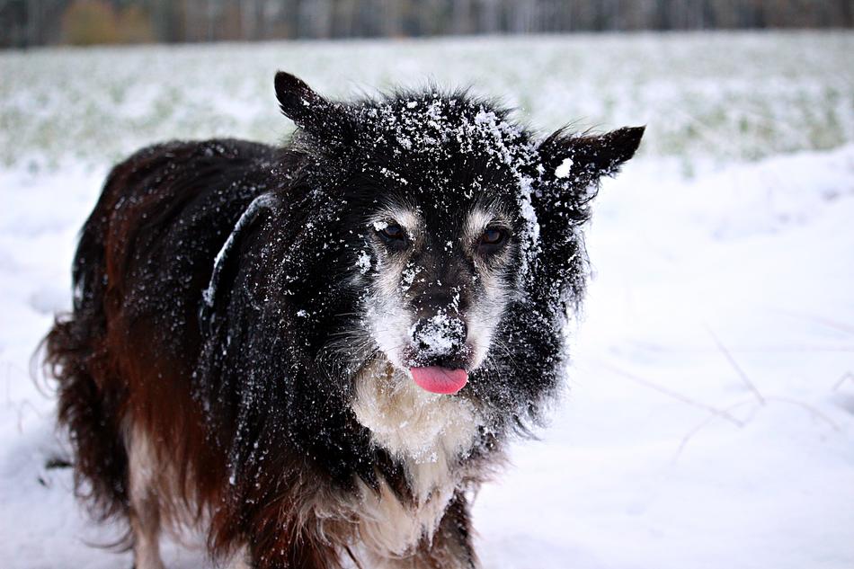 border collie in the snow