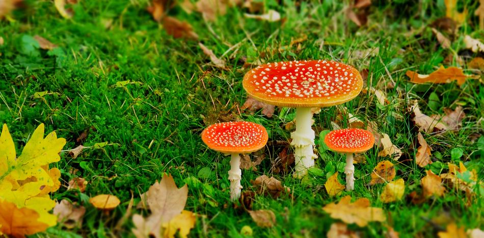 Nature Mushroom Forest