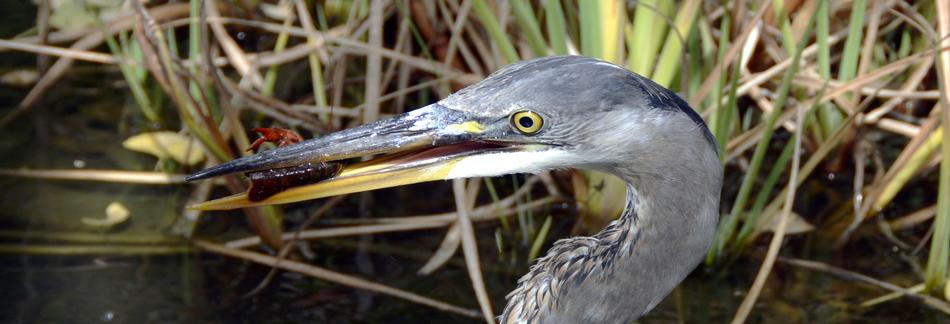 stunningly beautiful Grey Heron with Fish