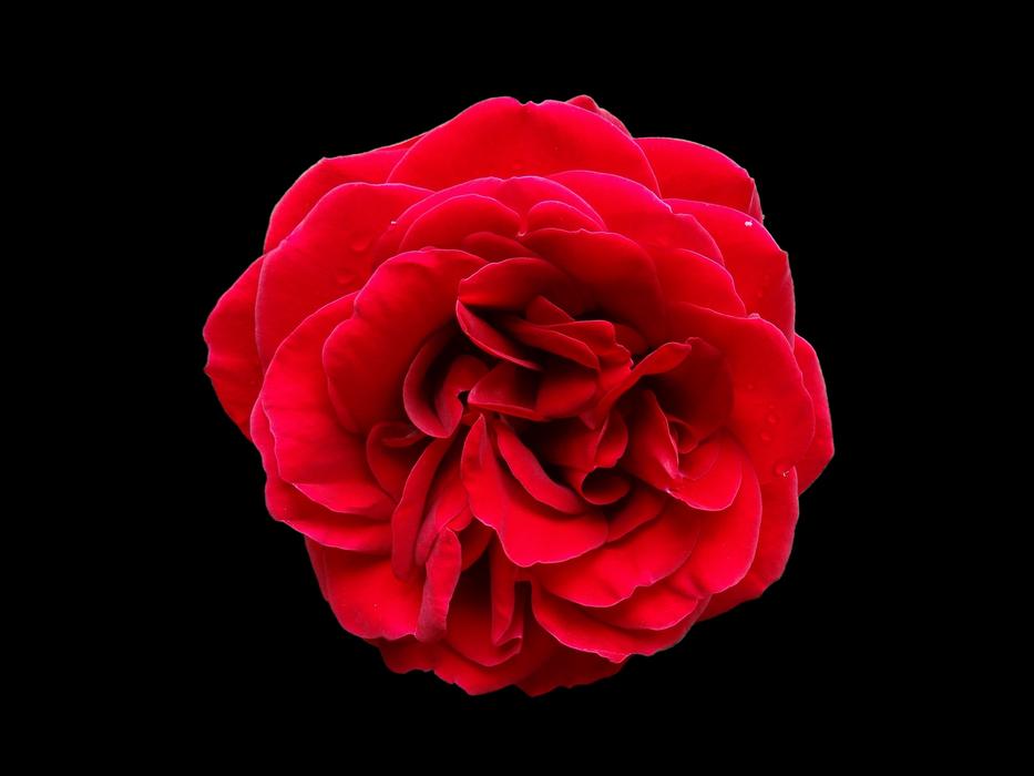 Rose Red Flower Black