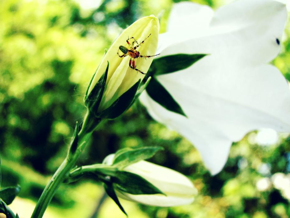 Spider on Lily in Nature