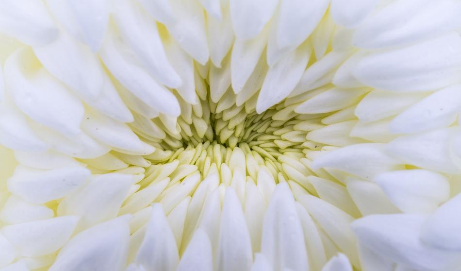 Flowers Nature Plants