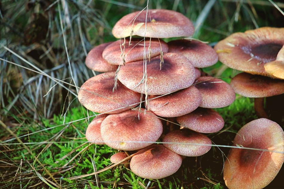 Mushrooms Forest Floor