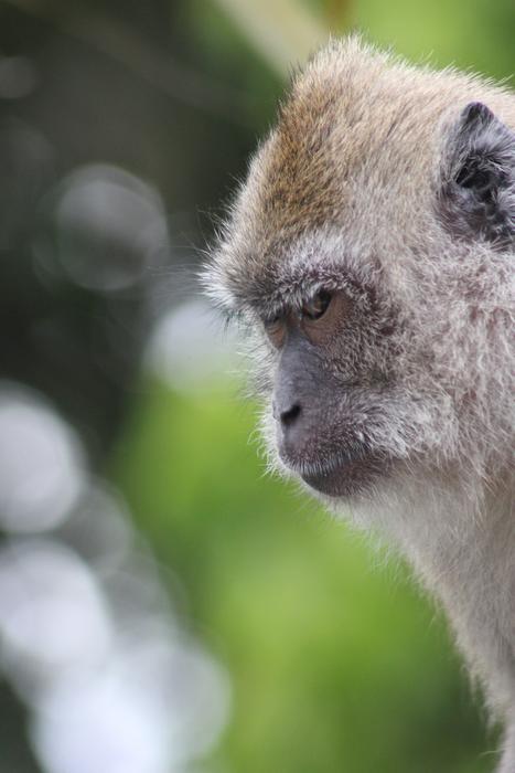 Monkey Portrait Nature macro blur