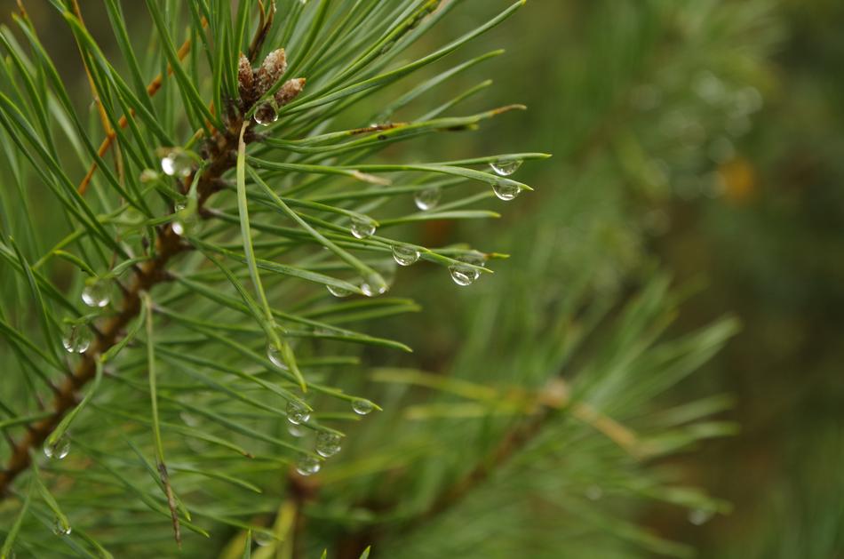 Forest Sprig Needles Rain