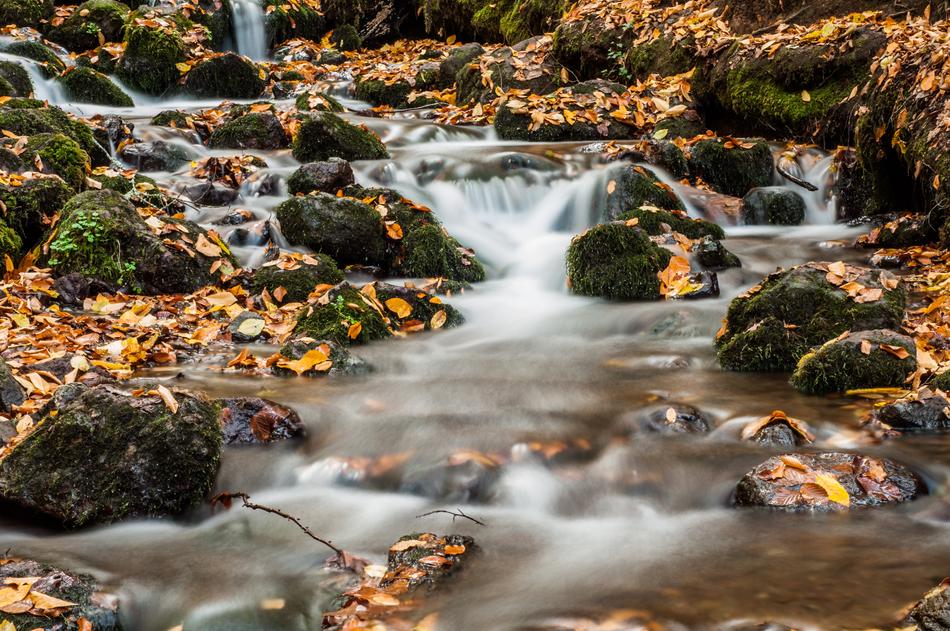 Forest River Kennedy