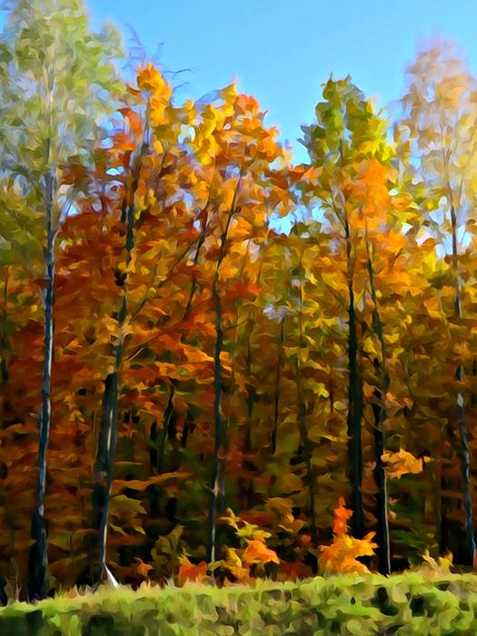 multi-colored autumn trees on the edge of the forest