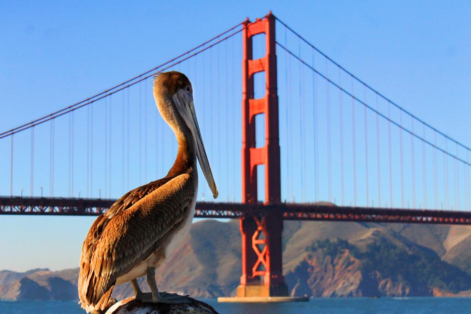 Pelican Golden Gate Bridge in San Francisco