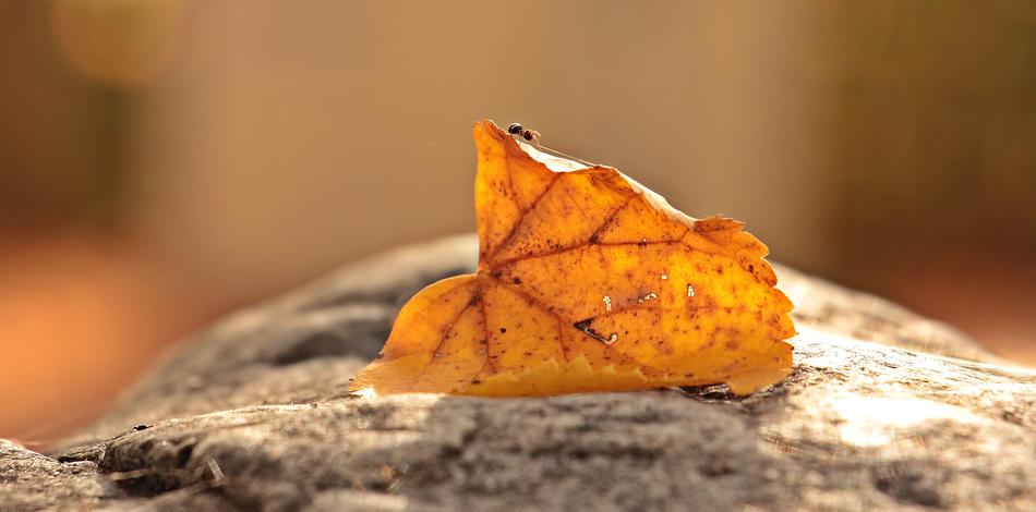 Ant, on the beautiful and colorful autumn leaf on the rock, in sunlight