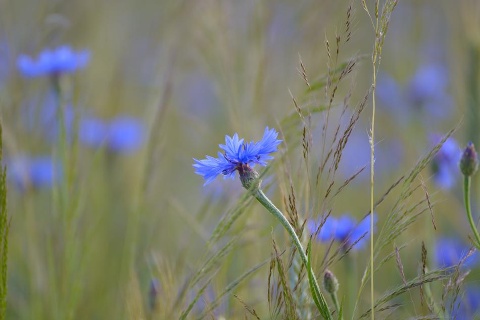 Cornflower Cornfield Field