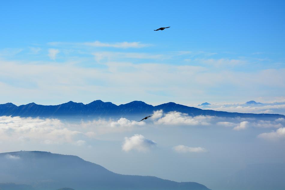 birds fly high above the mountains