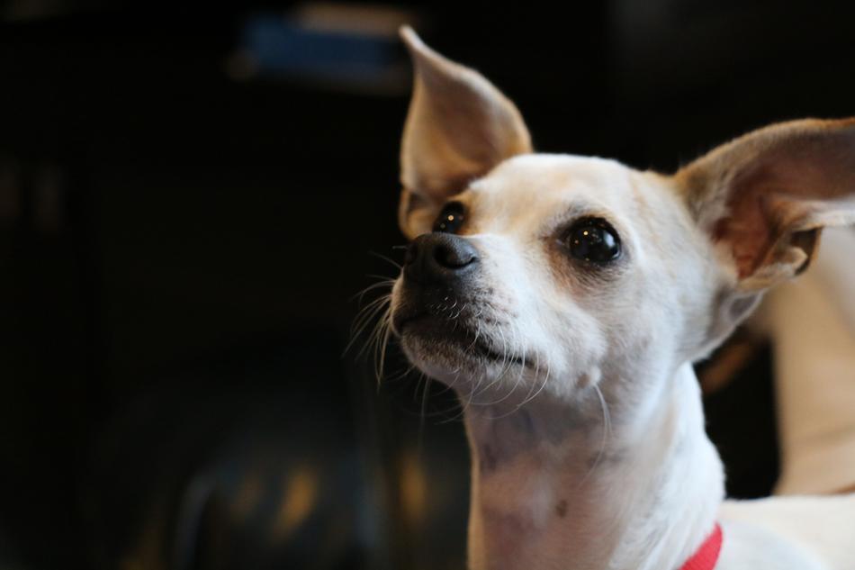 Portrait of the cute and beautiful, white and brown chihuahua with the red collar