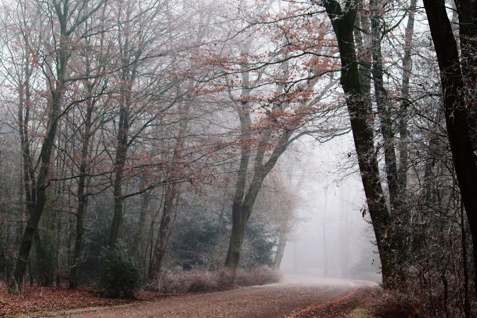 Fog Park Nature