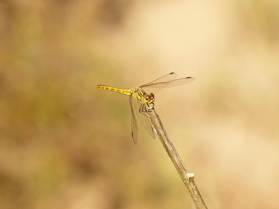 Dragonfly Bug Summer