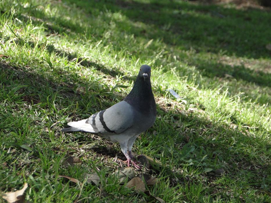 Pigeon Paige Dove