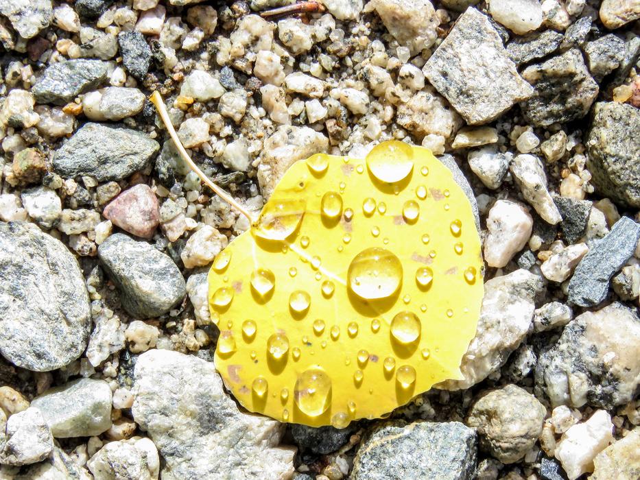 Aspen Leaf Rain