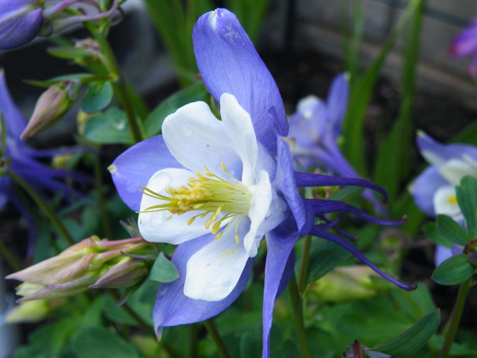 Flower Columbine Aquilegia