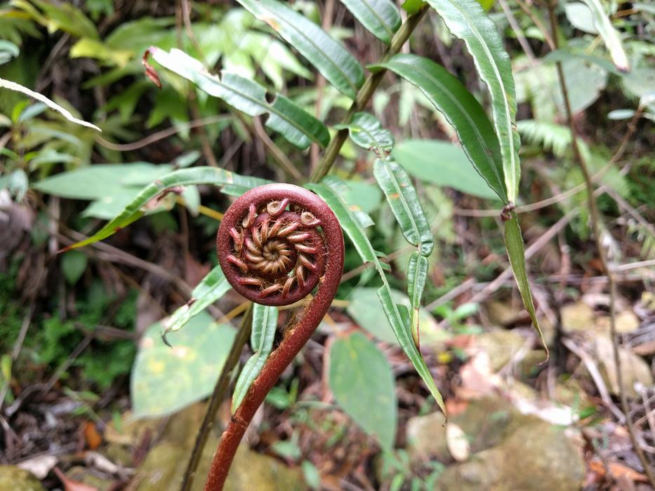 Fern in the nature of malaysia