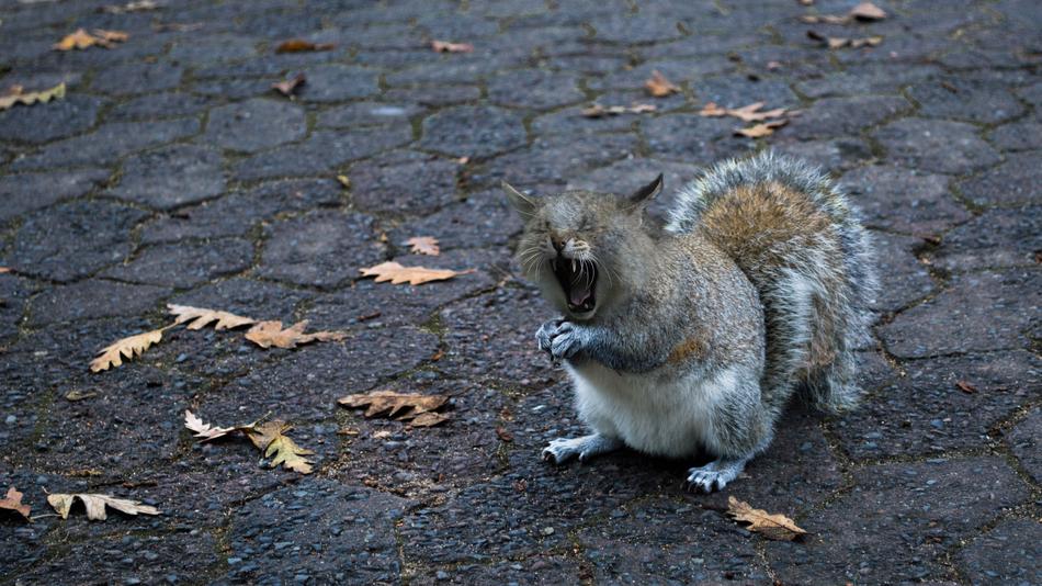 Squirrel-Cat Yawn Foot in park