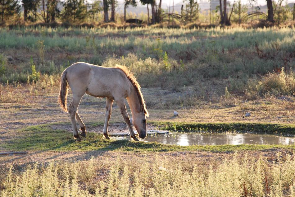 Horse Nature Sorraia