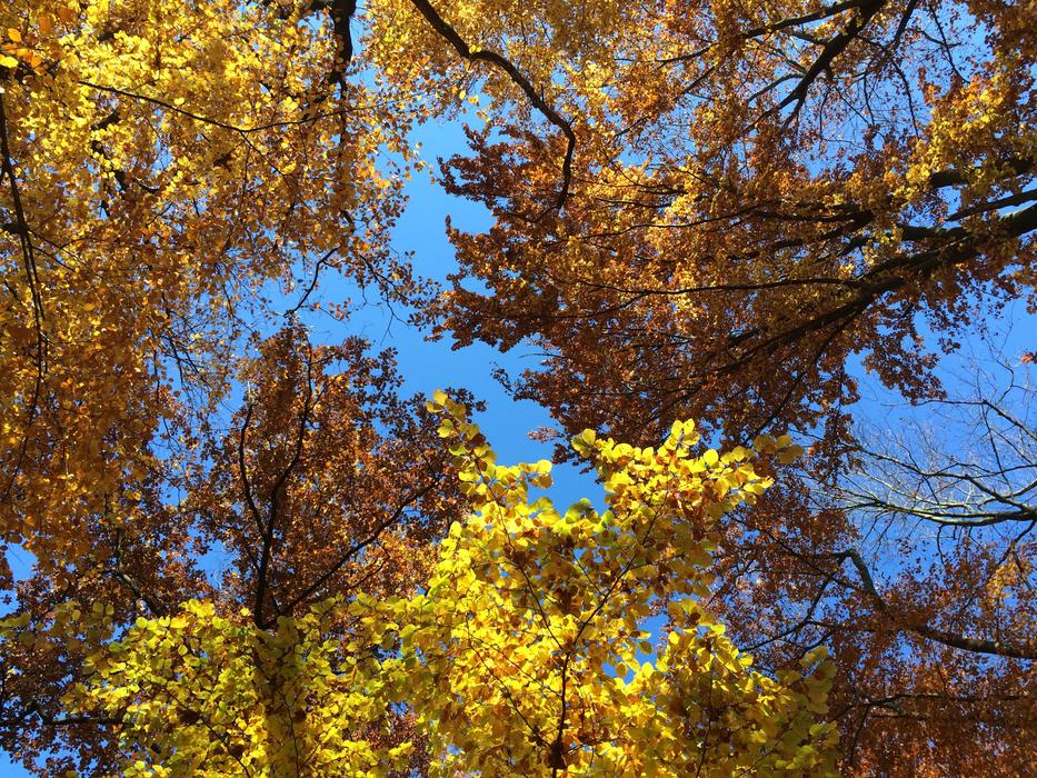 Autumn Forest Leaves