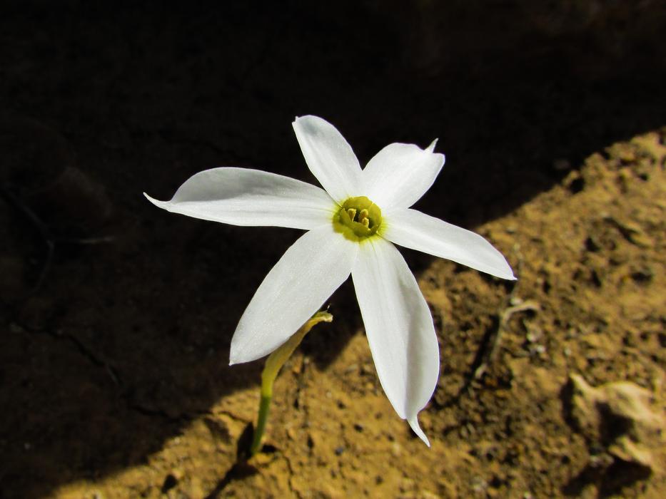 Lily Flower White
