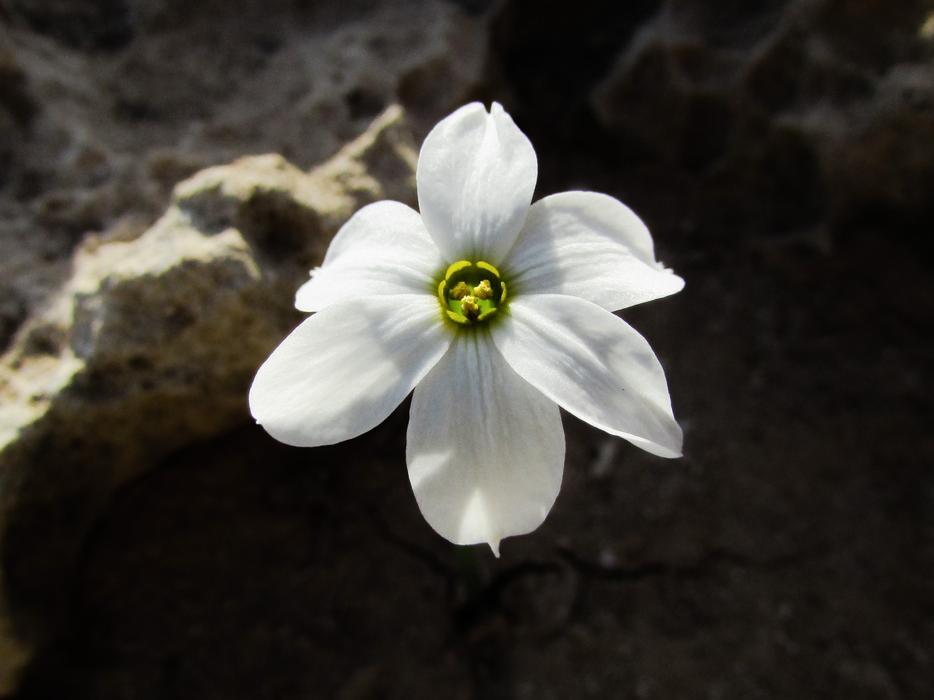 Lily Flower White