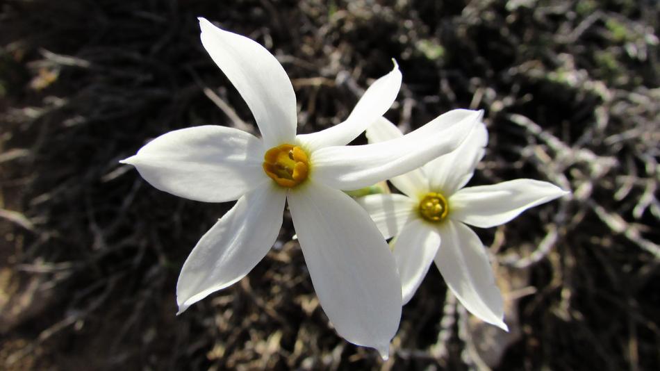 Lily Flower White