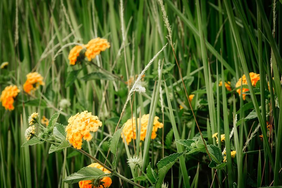 Flowers Plants Blooms