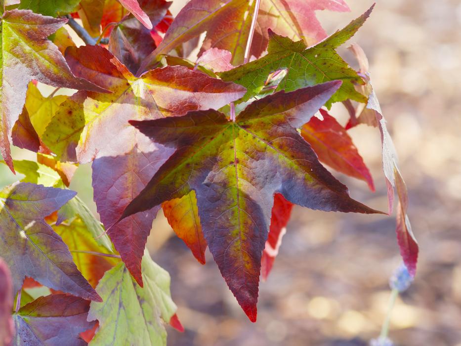 Leaves Foliage Fall