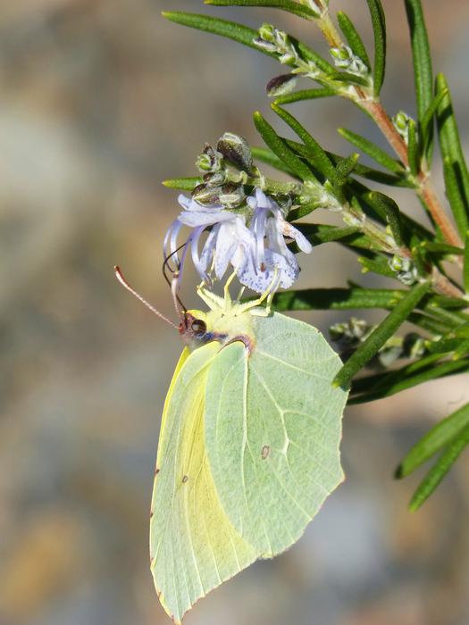 Butterfly Cleopatra Gonepteryx insect