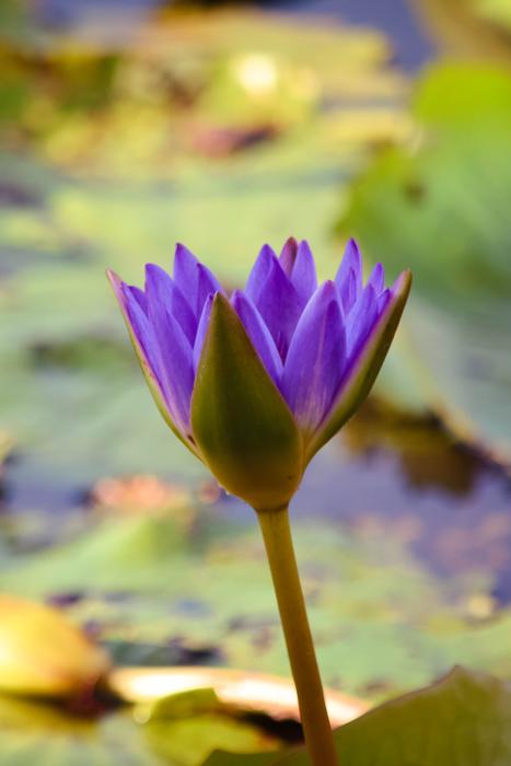 purple water flower on the lake