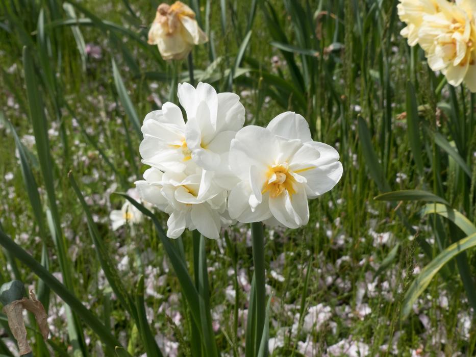 Flowers Summer Beautiful