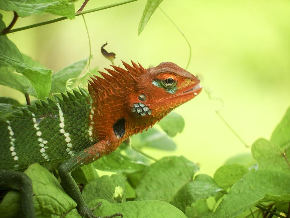 Lizard in Nature Sri Lanka