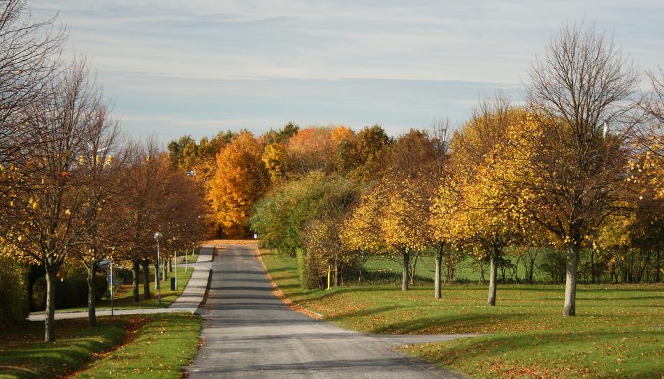 Autumn Colors Allé