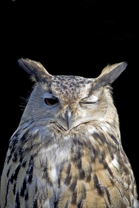 Winking Owl portrait