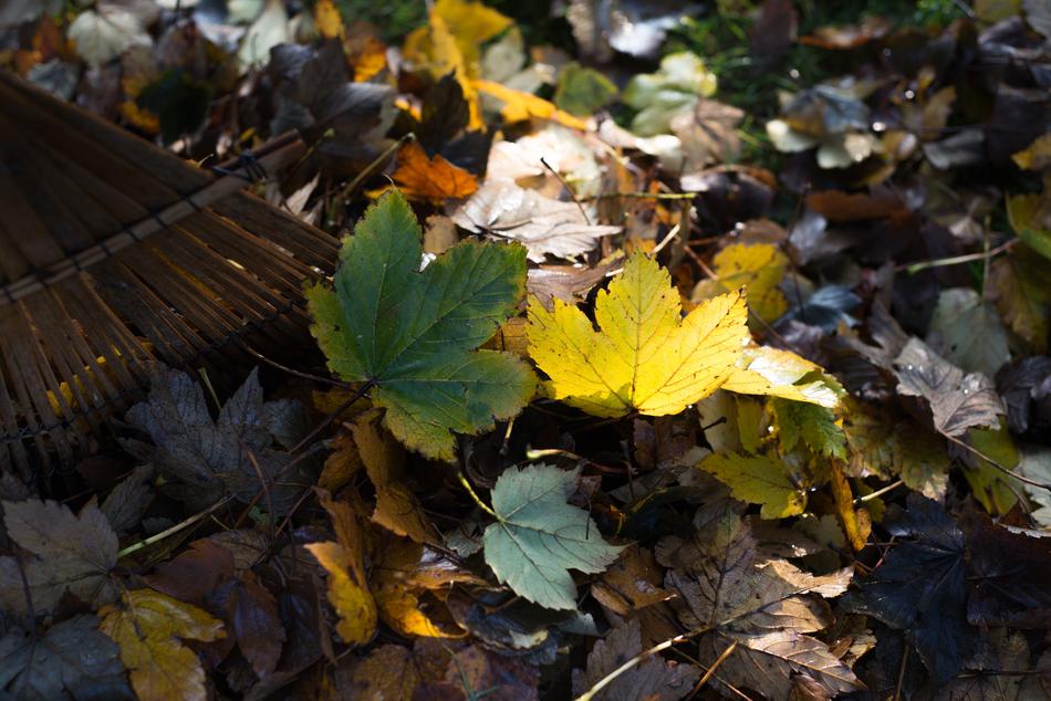 Garden Leaves Raking