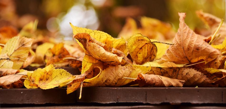 Leaves Autumn In The