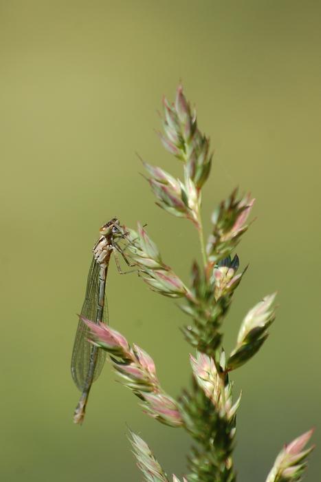 Animals Dragonfly Nature