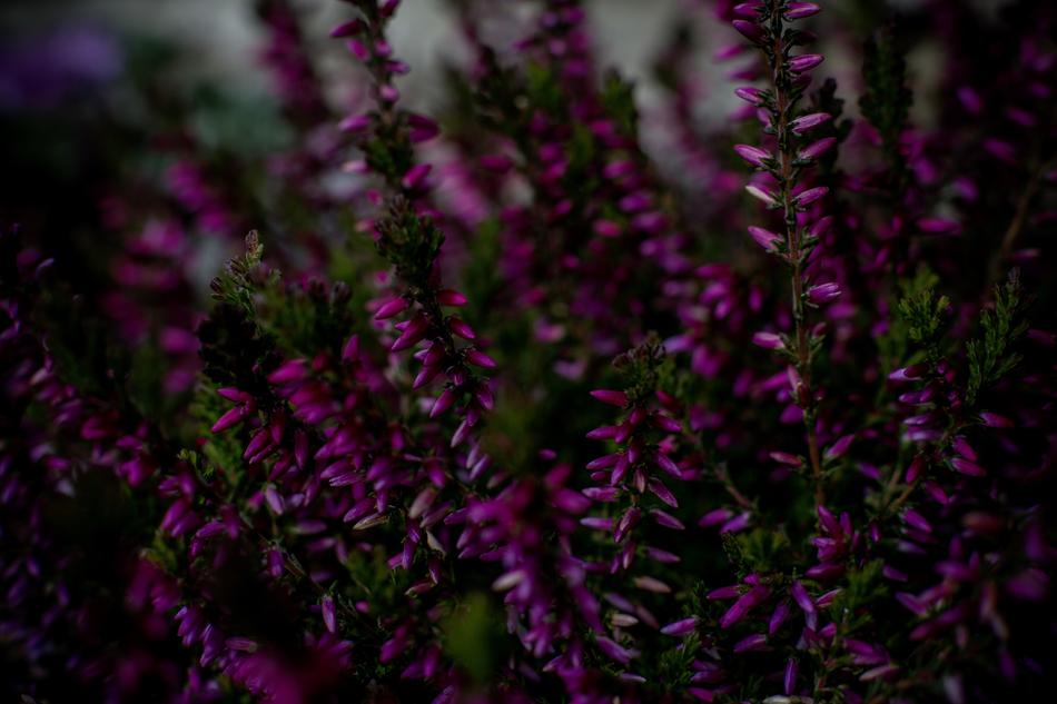 Flowers Heide Plant