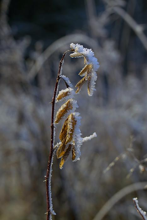 Jäätynty Nature Winter