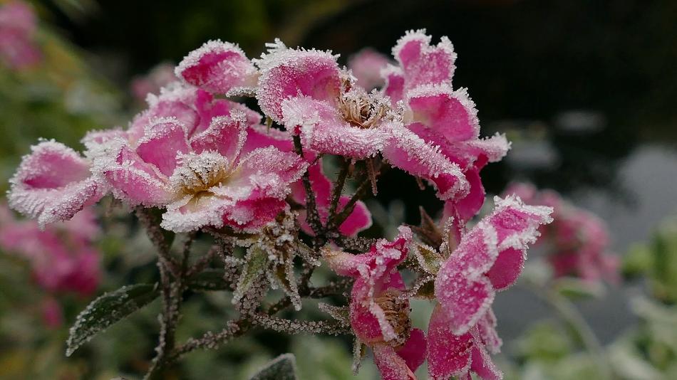 Frozen Iced Rose flowers