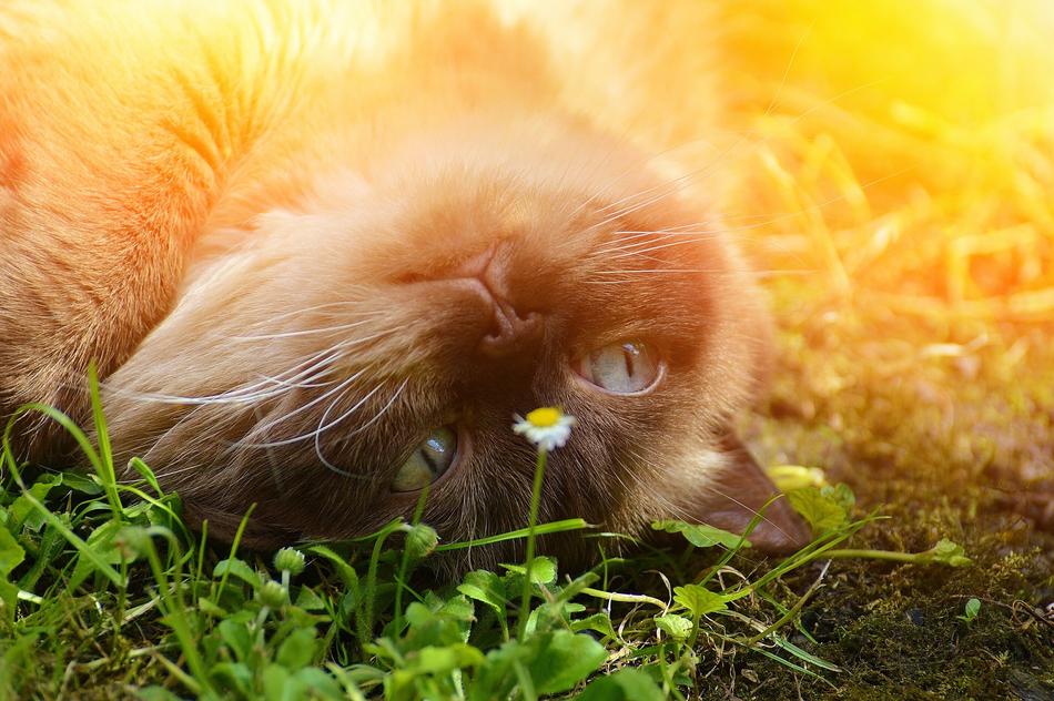 face of Cat laying on grass upside down