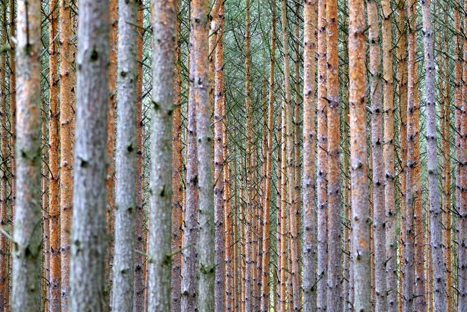 Then Tree Forest