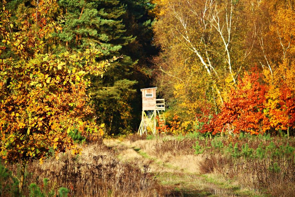 hunter seat in autumn forest