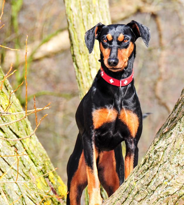 gorgeous Dog Pinscher German